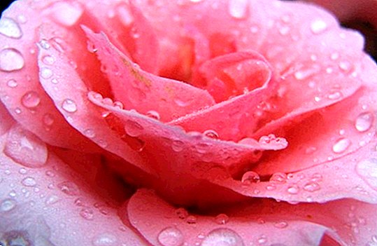Rose vand: fordele og egenskaber