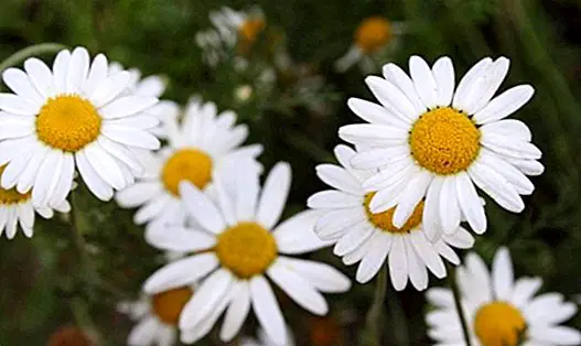 Benefits of chamomile for the skin