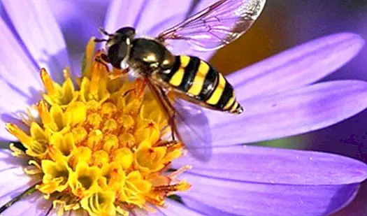 Що робити перед укусом бджоли