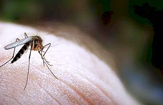 Πώς να αποτρέψετε τα τσιμπήματα κουνουπιών το καλοκαίρι