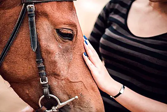 curiosities - Equine therapy: benefits of therapy with horses and contraindications