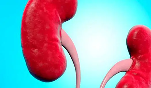 Wat zijn de nieren en waarvoor ze zijn: belangrijkste functies