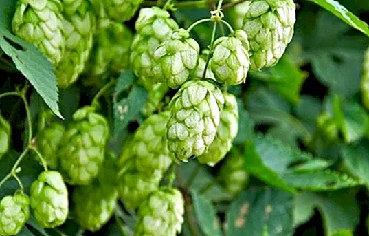 The benefits and properties of hops and some natural remedies - curiosities