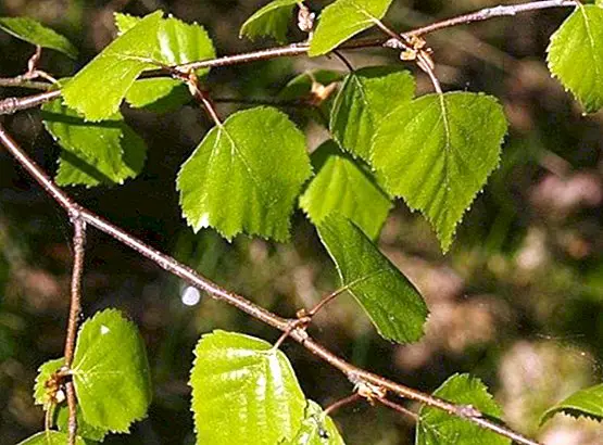 Huş ağacı: tıbbi özellikleri ve yararları, ilaçları ve kontrendikasyonları - Meraklısına