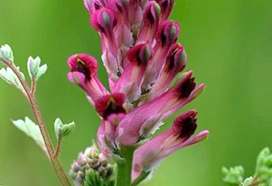 Fumaria Officinalis: lợi ích, cách tiêm truyền và chống chỉ định - tò mò