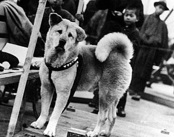 Otkrijte povijest Hachikōa, vjernog psa Japana