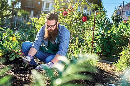 An ecological urban garden at home? Benefits of sustainable self-consumption - curiosities