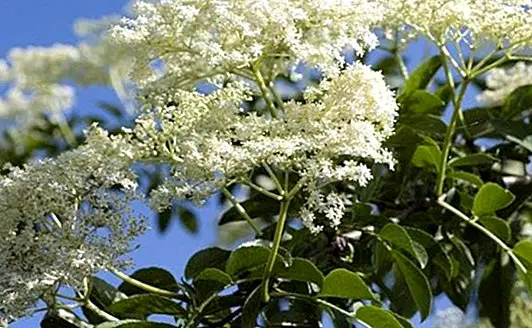 The elderberry, discover its benefits and medicinal properties - curiosities