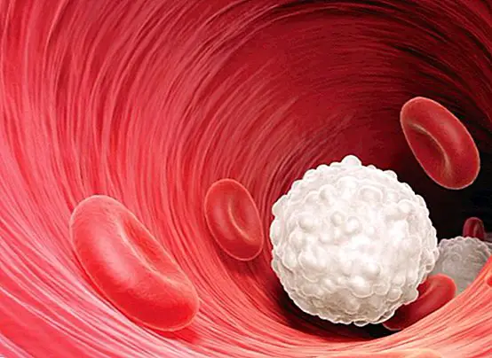 Meraklısına - Beyaz kan hücreleri veya lökositler: ne oldukları ve işlevleri