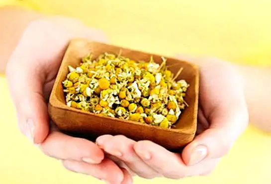 Chamomile in pregnancy: benefits and how to make the infusion