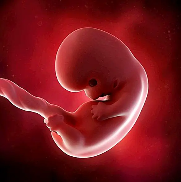 สัปดาห์ที่ 8 ของการตั้งครรภ์ - การตั้งครรภ์