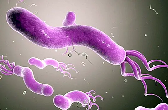 What is the bacterium Helicobacter Pylori ?: symptoms and infection