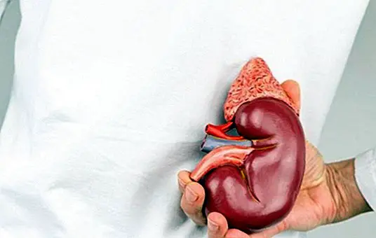 What is diabetic nephropathy and what symptoms does it produce? - diseases