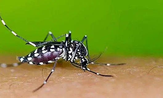 Zika-virus: mikä se on, oireet, syyt ja hoito