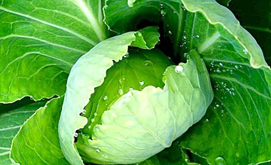 The benefits of heating a cabbage leaf with the iron and applying it to the skin - Breastfeeding