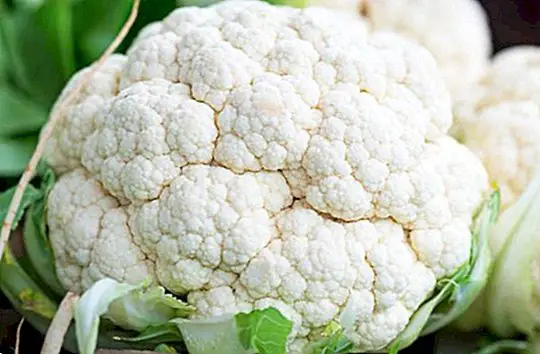 Cauliflower: nutritional benefits and all its properties