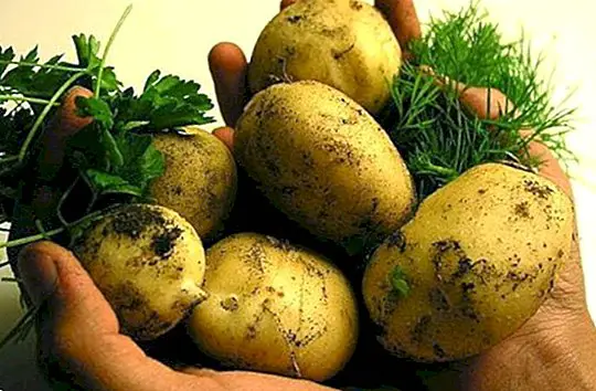 Kentang mentah atau jus kentang: manfaat dan properti