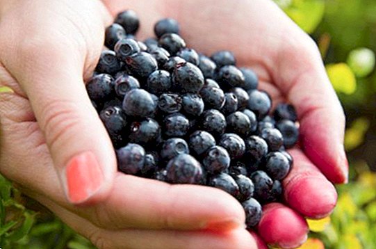 Acai Berry supliment beneficii, Utilizări & Efecte secundare