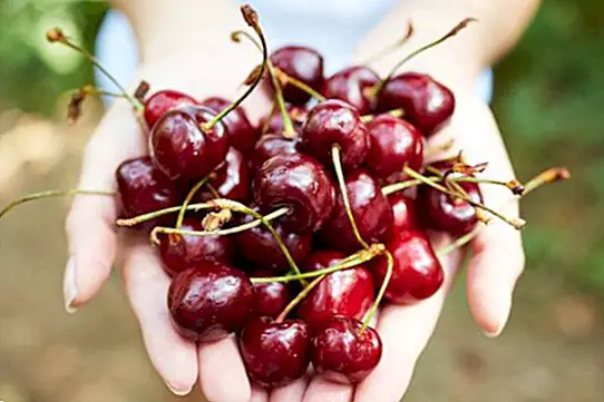 Cherries: antioxidant properties and unique benefits
