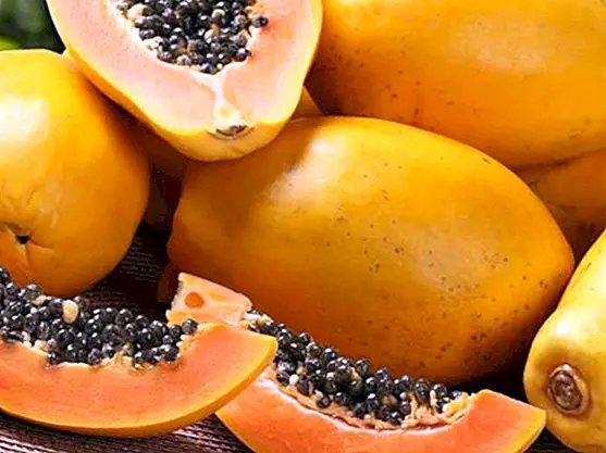 Papaya: fordele og egenskaber