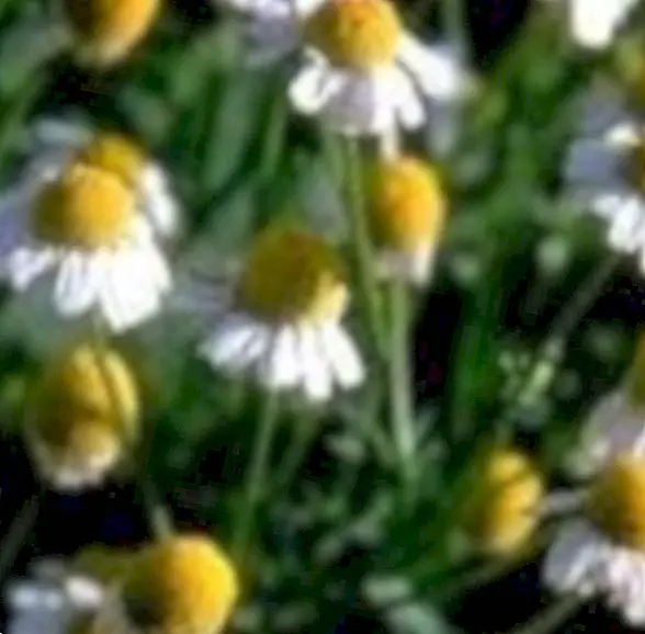 Chamomile: good for the stomach