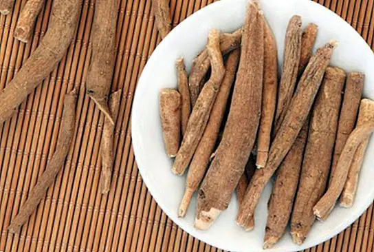 Fördelar och egenskaper hos eleutherococcus (Siberian ginseng)