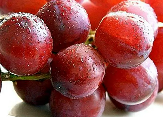 prehrana in prehrana - Za kaj so grozdje dobre