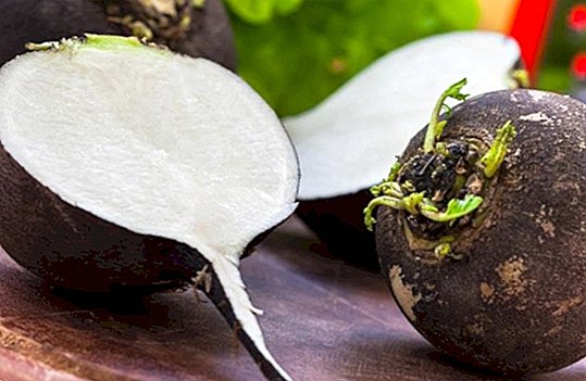 Black radish, alid and friend of our liver