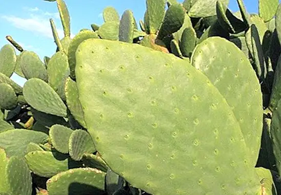 Nopal: what it is, benefits and properties - nutrition and diet