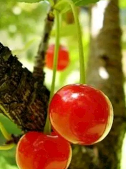 Sure kirsebær: antioksidant fordeler