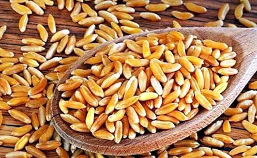 Kamut või khorasani nisu: mis see on, kasu ja toitumisomadused
