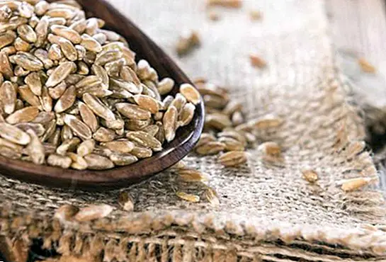 Soletrado: benefícios e propriedades de um cereal muito velho