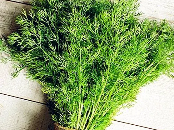 Dill: benefits, medicinal properties, contraindications and remedies - nutrition and diet