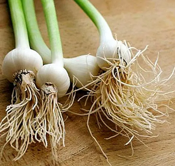 Tender garlic or garlic: benefits and properties