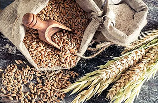 Segale: proprietà e benefici unici di un cereale completo