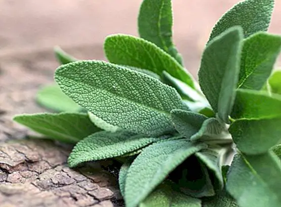 Salvia: yararları, özellikleri ve kontrendikasyonları