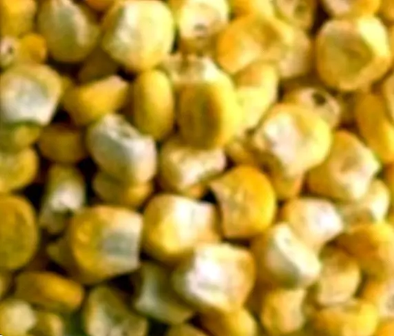 الذرة الحلوة الغنية بالفيتامينات والمعادن