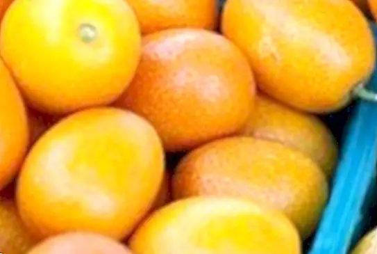 Kumquat: kasu ja omadused