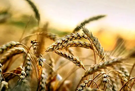 Знаете ли, че пшеницата влошава хроничните и автоимунни заболявания?
