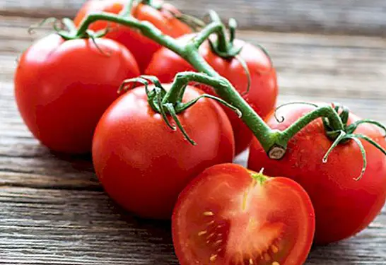 Tomato: faedah dan ciri-ciri yang paling penting