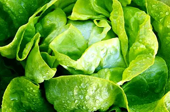 ravitsemus ja ruokavalio - Salaatti: hyödyt ja ominaisuudet
