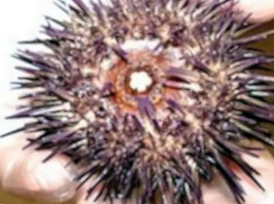 Morski ježevi: pogodnosti i svojstva