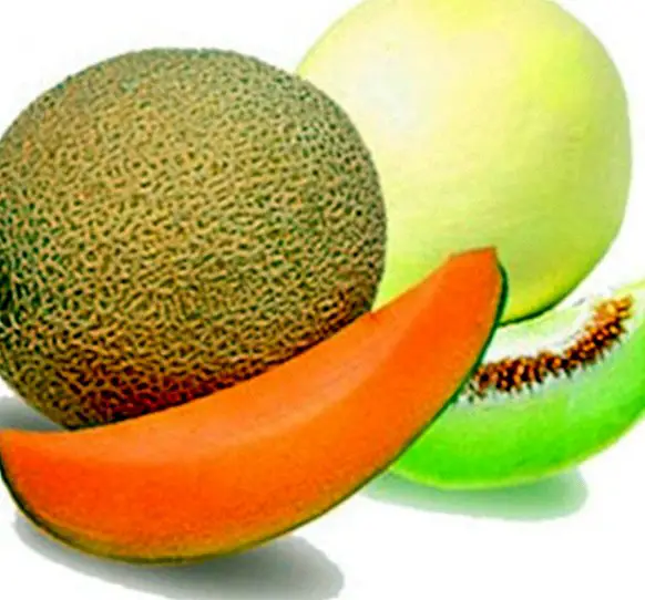 Benefits and properties of melon