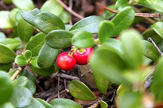 Bearberry, nauda ir svarbiausios savybės - mityba ir mityba