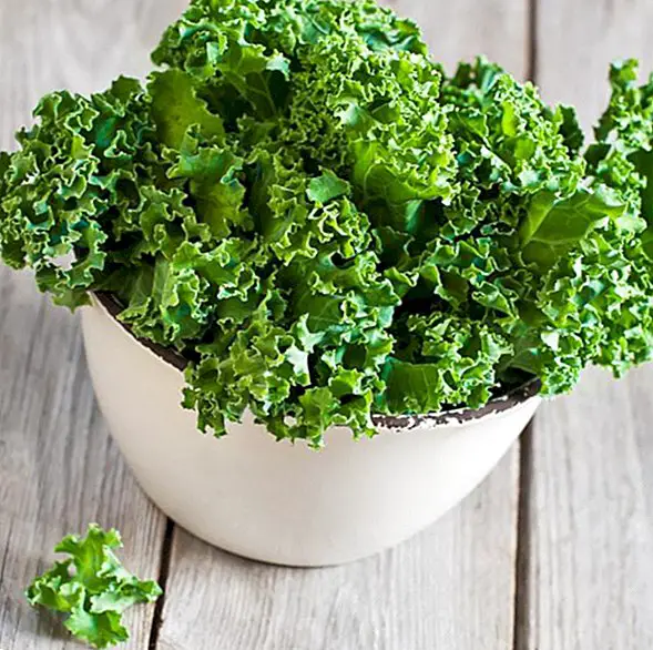 What is the kale? Benefits, properties and their in the kitchen
