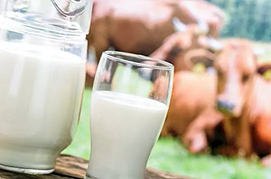 харчування та харчування - Види і сорти молока