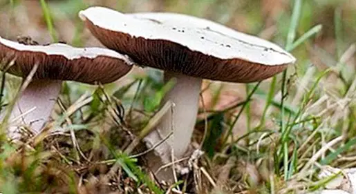 Which mushrooms are edible, how to clean and preserve them