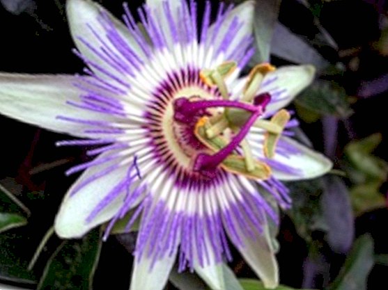 Fleur de passion ou passiflore, positive contre l'anxiété et le stress