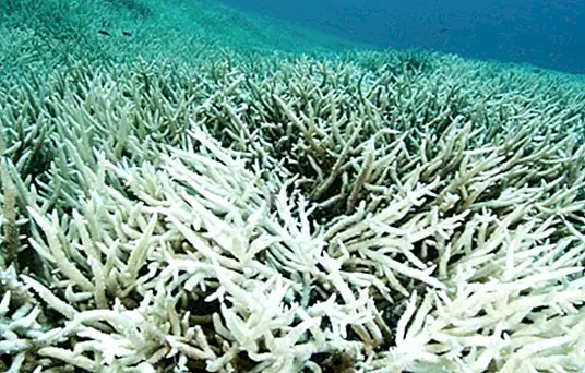الكالسيوم المرجاني: الفوائد والخصائص وكيفية أخذها
