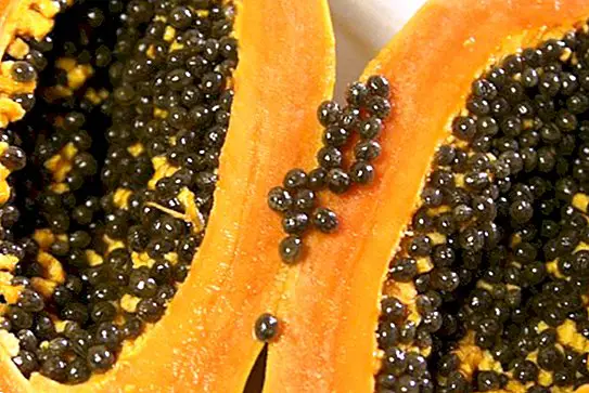 Papaya frø: fordele og egenskaber